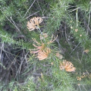 Grevillea juniperina at Aranda, ACT - 14 Sep 2022