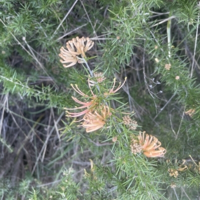 Grevillea juniperina (Grevillea) at Aranda, ACT - 14 Sep 2022 by lbradley