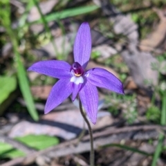 Glossodia major (Wax Lip Orchid) at Indigo Valley, VIC - 14 Sep 2022 by Darcy