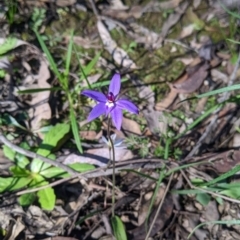 Glossodia major at Indigo Valley, VIC - suppressed