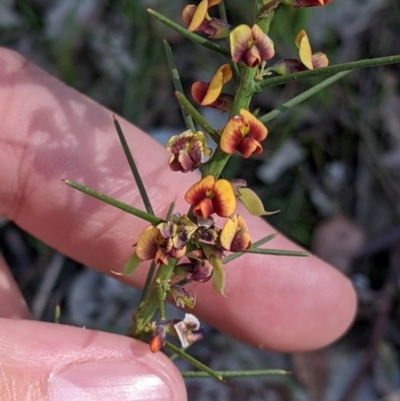 Daviesia genistifolia (Broom Bitter Pea) at Indigo Valley, VIC - 14 Sep 2022 by Darcy