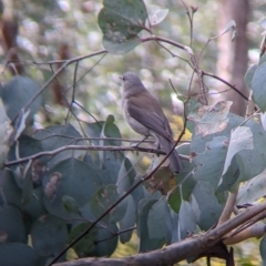 Colluricincla harmonica (Grey Shrikethrush) at Indigo Valley, VIC - 14 Sep 2022 by Darcy