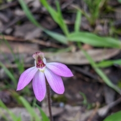 Caladenia carnea (Pink Fingers) at Indigo Valley, VIC - 14 Sep 2022 by Darcy