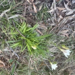 Freesia leichtlinii subsp. leichtlinii x Freesia leichtlinii subsp. alba (Freesia) at Aranda, ACT - 14 Sep 2022 by lbradley