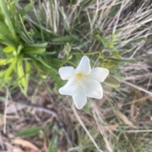 Freesia leichtlinii subsp. leichtlinii x Freesia leichtlinii subsp. alba at Aranda, ACT - 14 Sep 2022