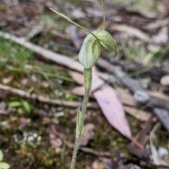 Diplodium nanum (ACT) = Pterostylis nana (NSW) (Dwarf Greenhood, Dwarf Snail Orchid) at Chiltern, VIC - 14 Sep 2022 by Darcy