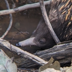 Tachyglossus aculeatus (Short-beaked Echidna) at Indigo Valley, VIC - 14 Sep 2022 by Darcy