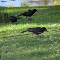 Corcorax melanorhamphos (White-winged Chough) at Indigo Valley, VIC - 14 Sep 2022 by Darcy