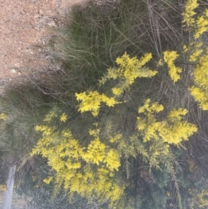 Acacia boormanii at Aranda, ACT - 14 Sep 2022