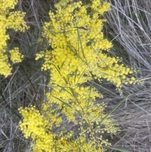 Acacia boormanii at Aranda, ACT - 14 Sep 2022