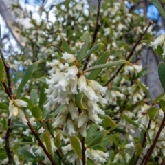 Leucopogon gelidus at Cotter River, ACT - 14 Sep 2022 by Philip