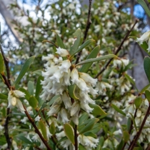 Leucopogon gelidus at Cotter River, ACT - 14 Sep 2022 01:21 PM