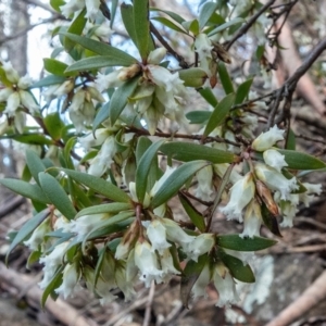 Leucopogon gelidus at Cotter River, ACT - 14 Sep 2022