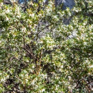 Leucopogon gelidus at Cotter River, ACT - 14 Sep 2022 01:21 PM