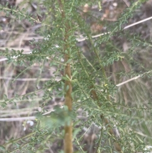 Olearia microphylla at Aranda, ACT - 14 Sep 2022 05:34 PM