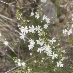 Olearia microphylla at Aranda, ACT - 14 Sep 2022 05:34 PM