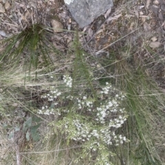 Olearia microphylla at Aranda, ACT - 14 Sep 2022 05:34 PM