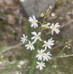 Olearia microphylla at Aranda, ACT - 14 Sep 2022 05:34 PM