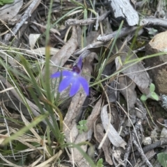 Cyanicula caerulea (Blue Fingers, Blue Fairies) at Aranda Bushland - 14 Sep 2022 by lbradley