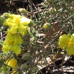 Hibbertia calycina (Lesser Guinea-flower) at Weetangera, ACT - 13 Sep 2022 by sangio7