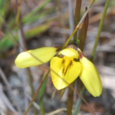 Diuris chryseopsis (Golden Moth) at Cavan, NSW - 14 Sep 2022 by Harrisi