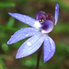 Cyanicula caerulea (Blue Fingers, Blue Fairies) at Stromlo, ACT - 12 Sep 2022 by Harrisi