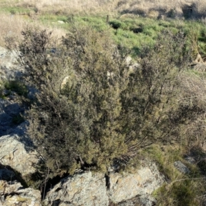 Kunzea ericoides at Googong, NSW - 14 Sep 2022