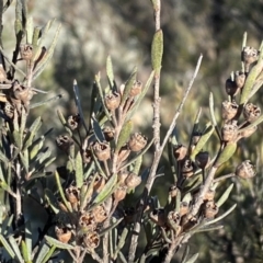 Kunzea ericoides at Googong, NSW - 14 Sep 2022