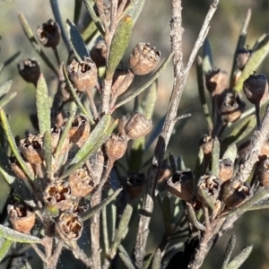 Kunzea ericoides at Googong, NSW - 14 Sep 2022