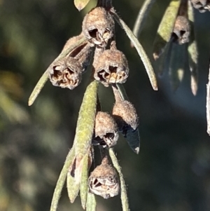 Kunzea ericoides at Googong, NSW - 14 Sep 2022