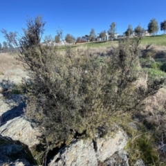 Kunzea ericoides at Googong, NSW - 14 Sep 2022