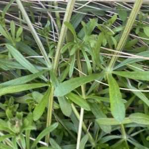 Galium aparine at Googong, NSW - 14 Sep 2022