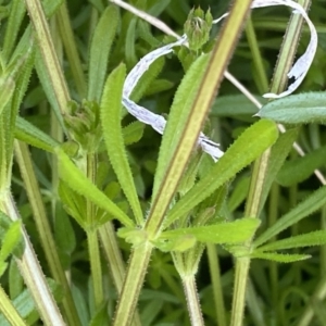 Galium aparine at Googong, NSW - 14 Sep 2022