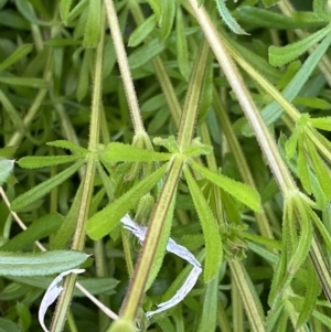 Galium aparine at Googong, NSW - 14 Sep 2022