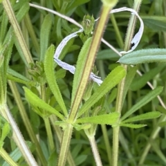 Galium aparine at Googong, NSW - 14 Sep 2022