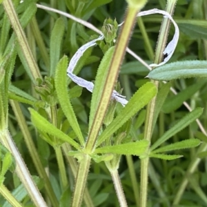 Galium aparine at Googong, NSW - 14 Sep 2022