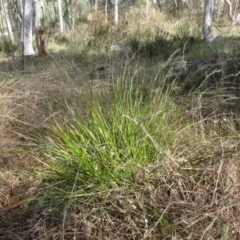 Lepidosperma laterale (Variable Sword Sedge) at The Pinnacle - 12 Sep 2022 by sangio7