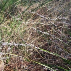 Lepidosperma laterale at Weetangera, ACT - 13 Sep 2022