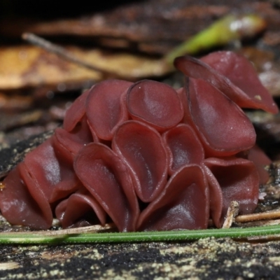 Ascocoryne sarcoides (Purple Jellydisc) at Paddys River, ACT - 31 Aug 2022 by TimL