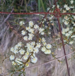 Acacia genistifolia at Bungendore, NSW - 14 Sep 2022 05:44 PM