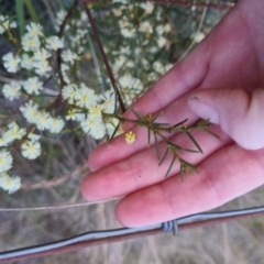 Acacia genistifolia at Bungendore, NSW - 14 Sep 2022 05:44 PM