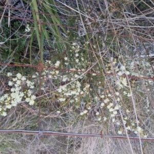 Acacia genistifolia at Bungendore, NSW - 14 Sep 2022 05:44 PM