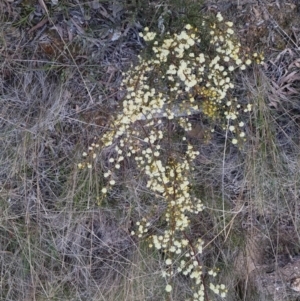 Acacia genistifolia at Bungendore, NSW - 14 Sep 2022 05:44 PM