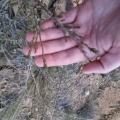 Dillwynia sericea at Bungendore, NSW - 14 Sep 2022