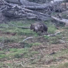 Vombatus ursinus (Common wombat, Bare-nosed Wombat) at Bungendore, NSW - 14 Sep 2022 by clarehoneydove