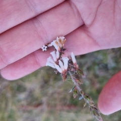 Styphelia fletcheri subsp. brevisepala at Bungendore, NSW - 14 Sep 2022 05:27 PM