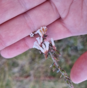 Styphelia fletcheri subsp. brevisepala at Bungendore, NSW - 14 Sep 2022 05:27 PM