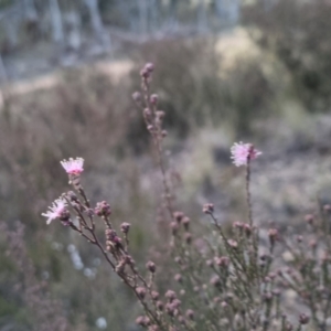 Kunzea parvifolia at Bungendore, NSW - 14 Sep 2022 05:51 PM