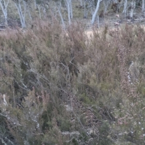 Kunzea parvifolia at Bungendore, NSW - 14 Sep 2022 05:51 PM