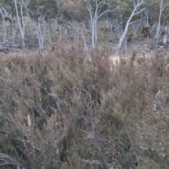 Kunzea parvifolia at Bungendore, NSW - 14 Sep 2022 05:51 PM